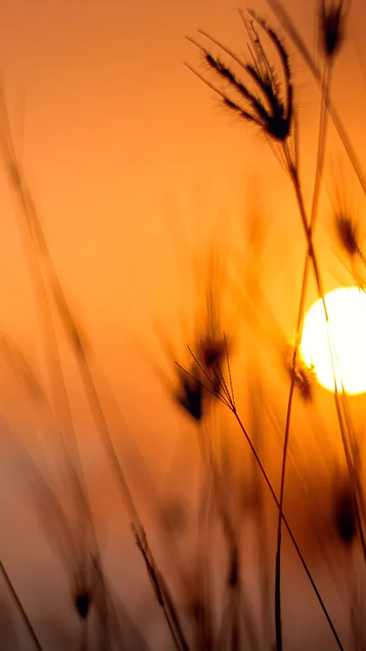 Meditación guiada: Gratitud